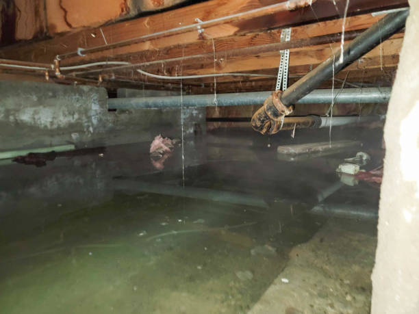 Best Water damage cleanup near me  in Westchester, FL