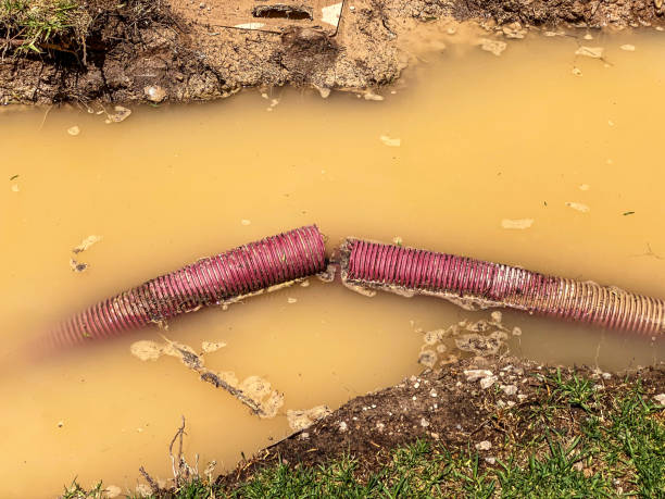 Best Mold removal after water damage  in Westchester, FL